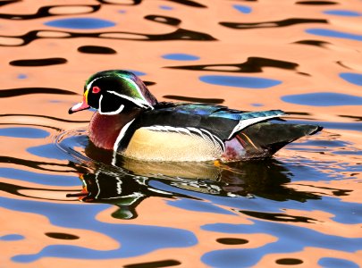023 - WOOD DUCK (12-05-2015) bernalillo co, nm -09
