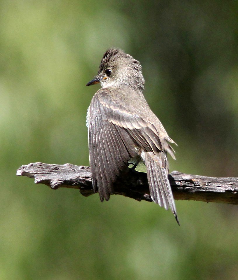 572 -  WESTERN WOOD-PEWEE (9-18-11) patagonia lake, scc, az - (1)