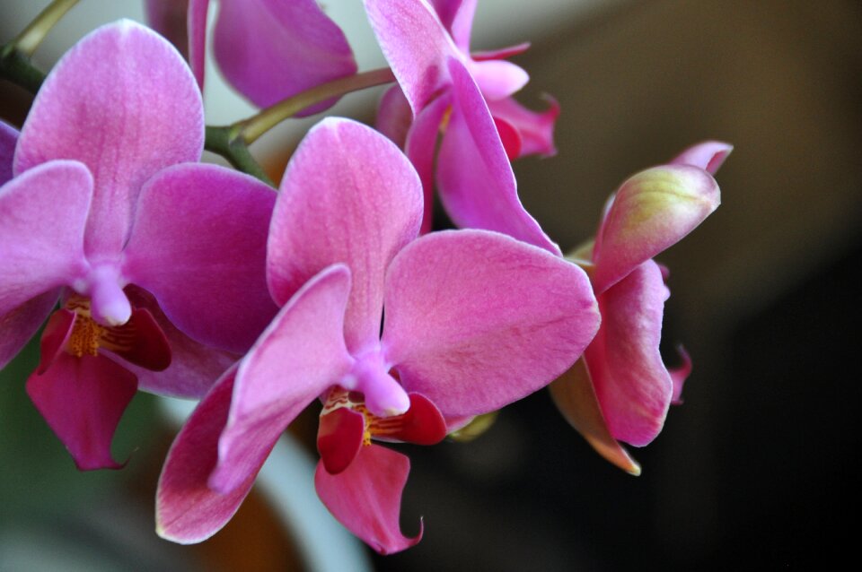 Pink flowers floral nature