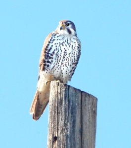 556 - PRAIRIE FALCON (1-14-10) carrizo plain, slo co, ca