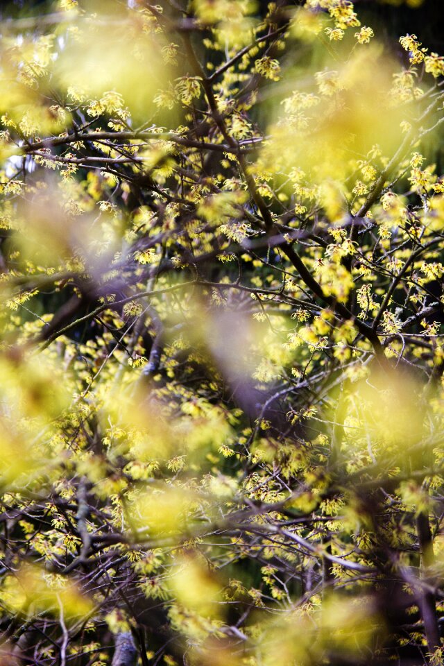 Spring leaves fresh