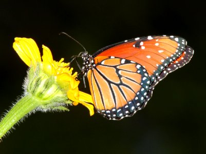 QUEEN (Danaus gilippus) (9-7-11) patagonia lake state park, scc, az -01