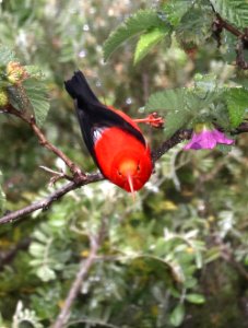 I'IWI (5-6-2018) hosmer grove, haleakala nat park, maui co, hawaii -01