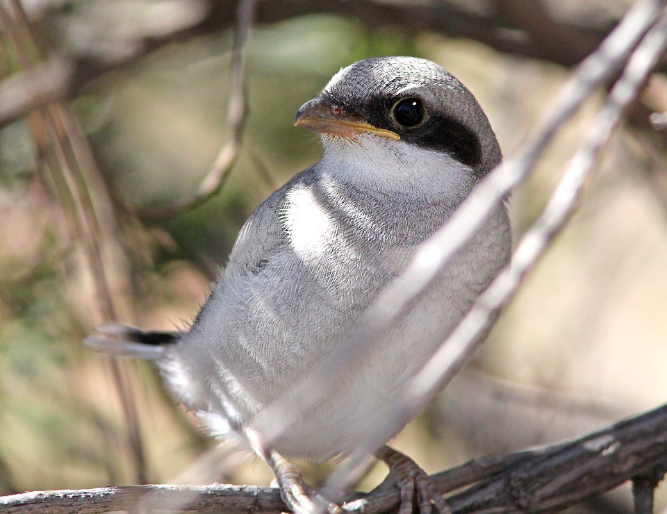 616 - LOGGERHEAD SHRIKE (5-1-10) carrizo plain nat mon , slo co, ca  (2)