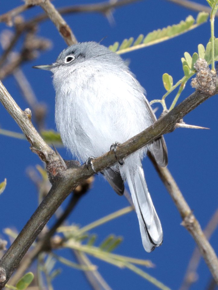 704 - BLACK-CAPPED GNATCATCHER (12-13-2015) kino springs, santa cruz co, az -03