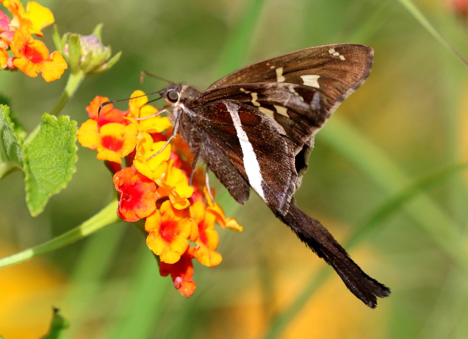 LONGTAIL, WHITE-STRIPED (Chioides catillus) (8-26-2016) (78 circulo montana, patagonia lake ranch estates, scc, az -02