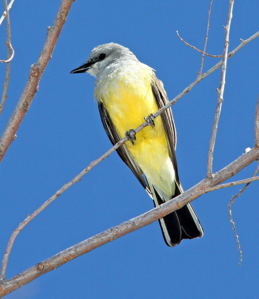 606 - WESTERN KINGBIRD (3-22-11) patagonia lake, scc, az - (2)