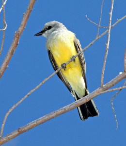 606 - WESTERN KINGBIRD (3-22-11) patagonia lake, scc, az - (2)