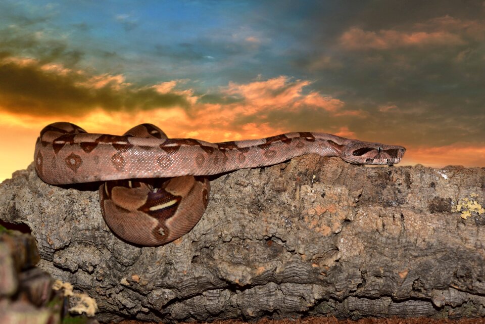 Boa imperator lurking close up