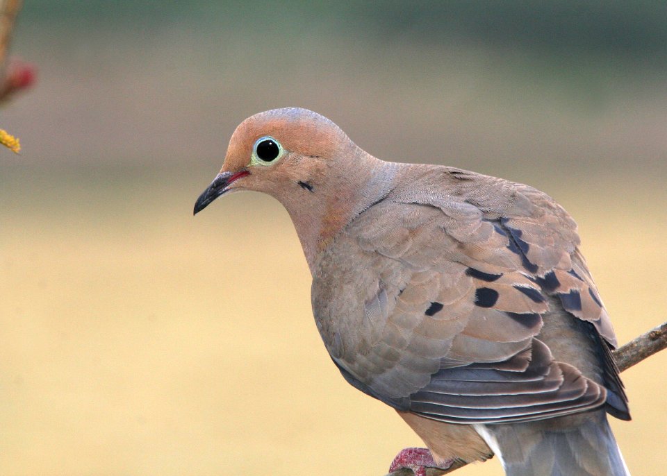 433 - MOURNING DOVE (5-25-09) canet rd, slo co, ca (1)