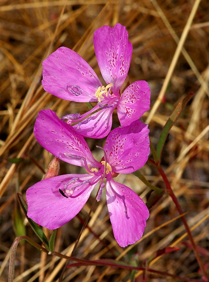 CLARKIA, PUNCH BOWL (clarkia bottae) (6-8-07) res cyn -3