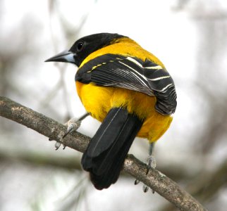 950 - AUDUBON'S ORIOLE (1-15-08) saleneno, tx  (2)