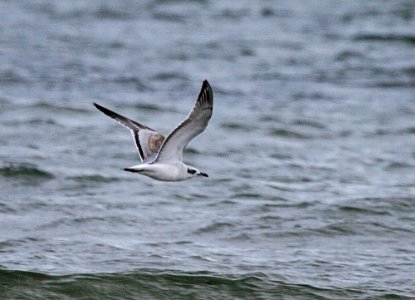 Mediterranean Gull photo