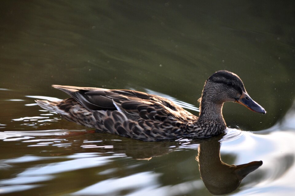 Bird swim water bird