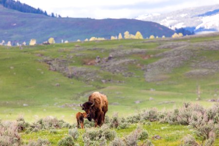 Newborn bison, Lamar Valley