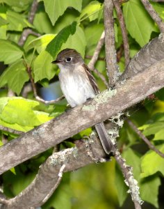 579 - LEAST FLYCATCHER (5-23-2015) worcester co, ma -03