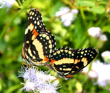 PATCH, BORDERED (Chlosyne lacinia) (10-27-2015) national butterfly center, mission, hidalgo co, tx -03