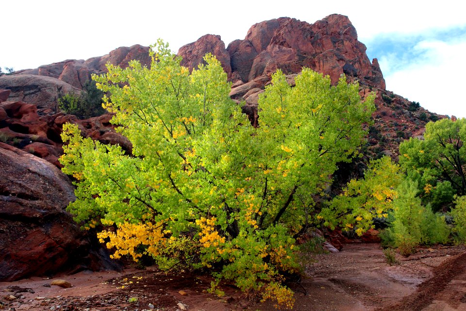 CAPITOL REEF NATIONAL PARK area, GARFIELD CO, UTAH - 2016-09-29 - thru the reef at east end burr trail -03