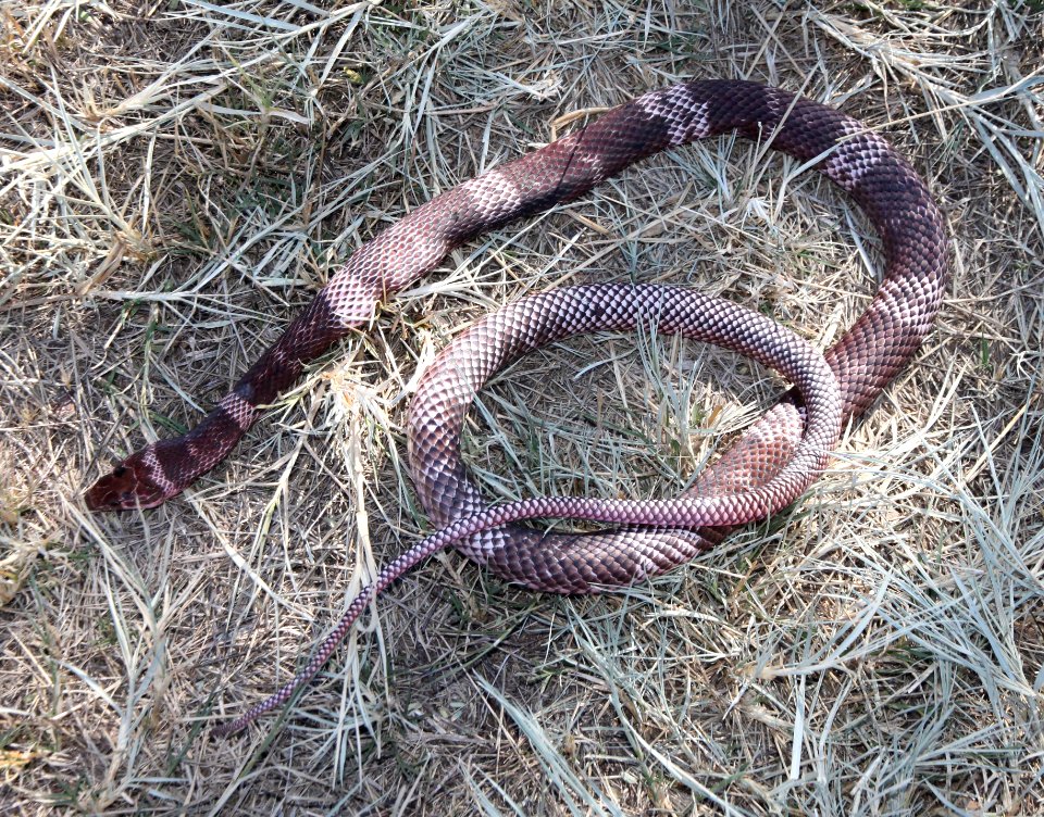 SONORAN COACHWHIP (Masticophis flagellum cinculum)(7-22-10) yard, west of patagonia, scco, az -01 (11-28-10) river road, nogales, scc, az -01