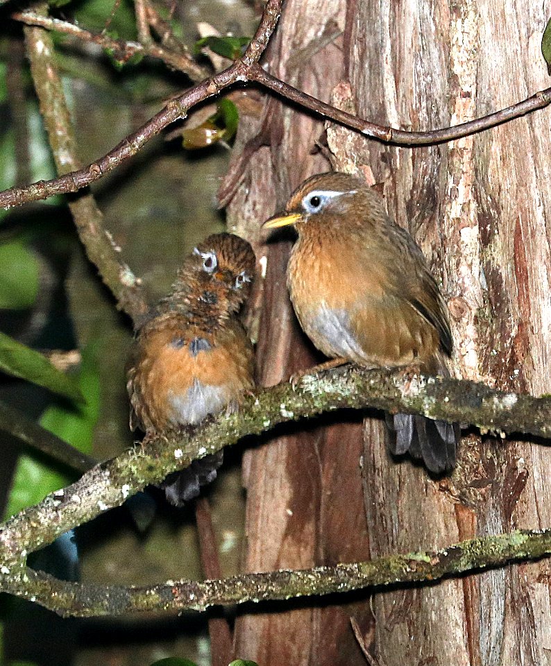 MELODIOUS LAUGHINGTHRUSH or CHINESE HWAMEI (9-7-2017) kalopa state recreation area, hamakua forest reserve, hawai'i co, hawaii -04
