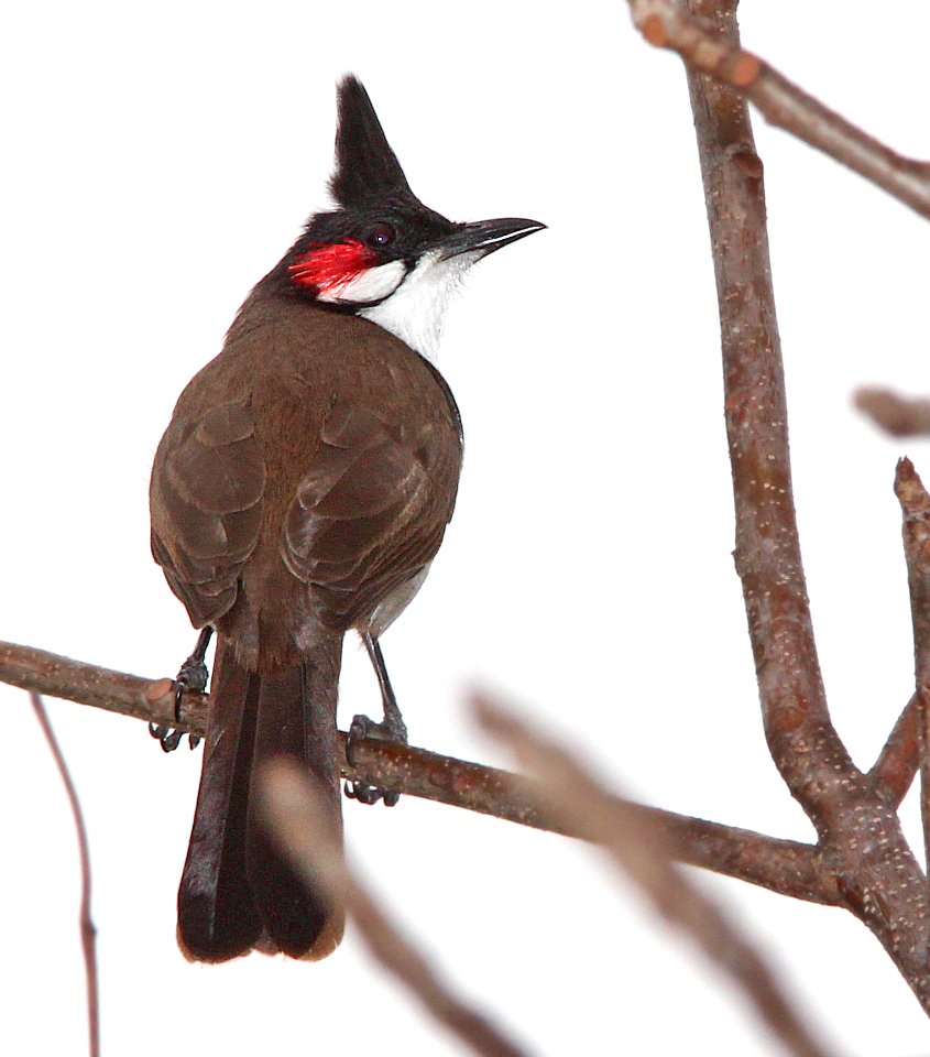 706 - RED-WHISKERED BULBUL (2-2-13) miami, dade co, fl  (2)