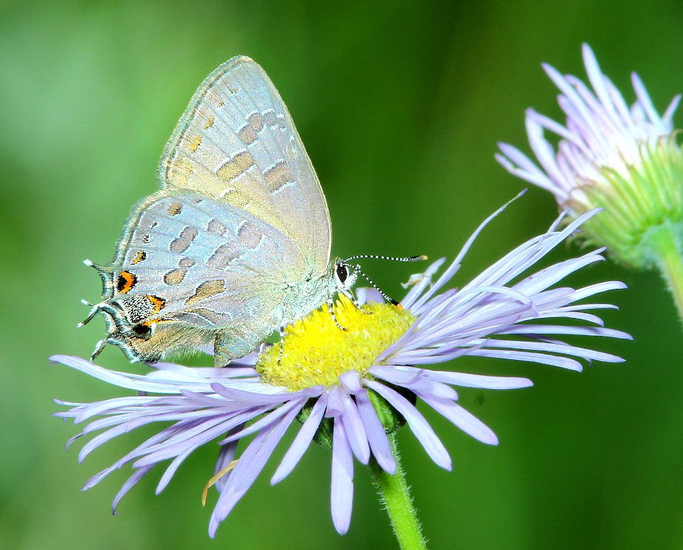 HAIRSTREAK, STRIPED (Satyrium liparops) (7-19-2014) 8000ft, west fork (san juan river) campground, mineral co, co -08