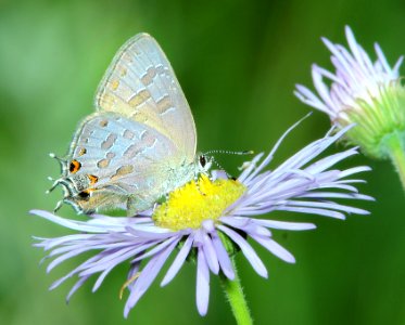 HAIRSTREAK, STRIPED (Satyrium liparops) (7-19-2014) 8000ft, west fork (san juan river) campground, mineral co, co -08