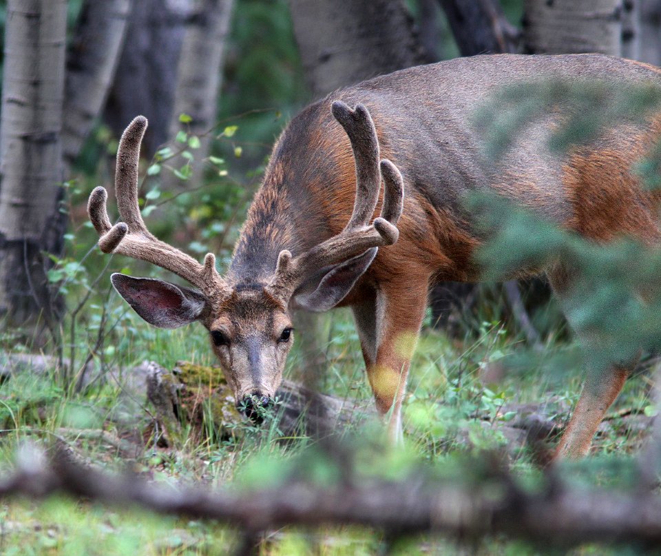 DEER, MULE (Odocoileus hemionu) (8-22-12) near bristol peak, n-w of creede, co -02