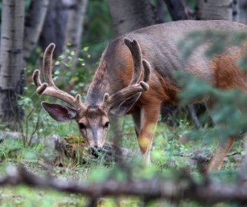 DEER, MULE (Odocoileus hemionu) (8-22-12) near bristol peak, n-w of creede, co -02