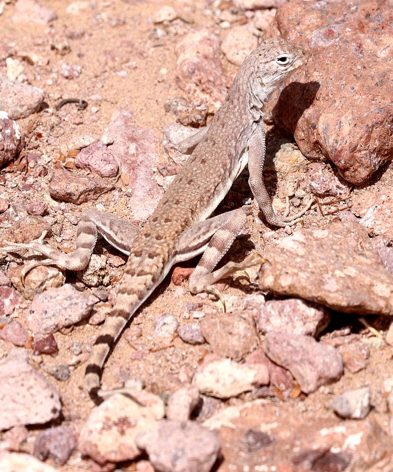LIZARD, ZEBRA-TAILED (Callisaurus draconoides) (3-17-2018) PALM CYN ROAD CAMPSITE, Kofa Game Range, La Paz Co, AZ -01