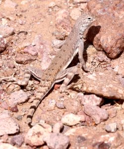 LIZARD, ZEBRA-TAILED (Callisaurus draconoides) (3-17-2018) PALM CYN ROAD CAMPSITE, Kofa Game Range, La Paz Co, AZ -01