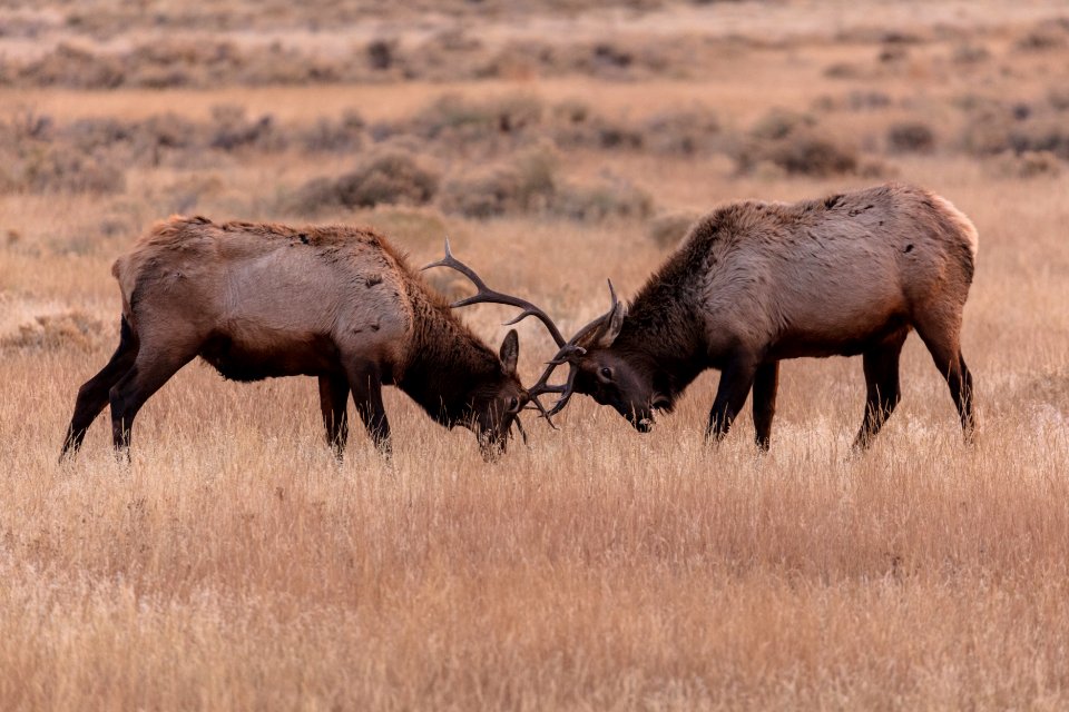 Elk sparring near the North Entrance