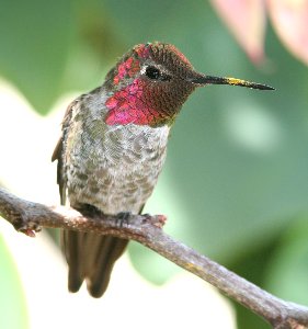 HUMMINGBIRD, ANNA'S (6-20-08), canet rd, near morro bay, san luis obispo, ca-1