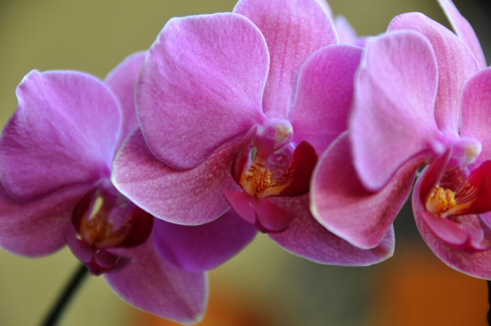 Pink flowers floral nature