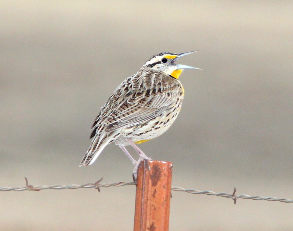 MEADOWLARK, LILIAN'S (3-8-11) lilian's, san rafael grasslands, scc, az -03