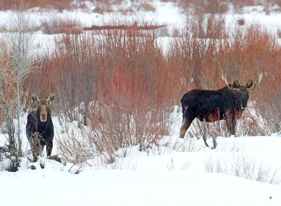 Moose at Pebble Creek