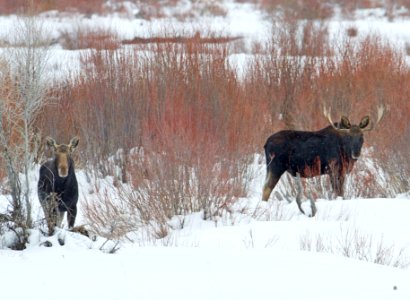 Moose at Pebble Creek photo