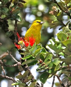 HAWAI'I AMAKIHI (8-30-2017) hakalau forest national wildlife refuge, hawaii co, hawaii-03 male