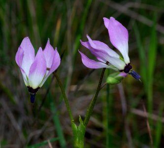 SHOOTING STAR(dodecathon sp) (4-5-07) -1 canet