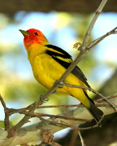 913 - WESTERN TANAGER (5-18-2019) garden cyn, ft huachuca, cochise co, az -01
