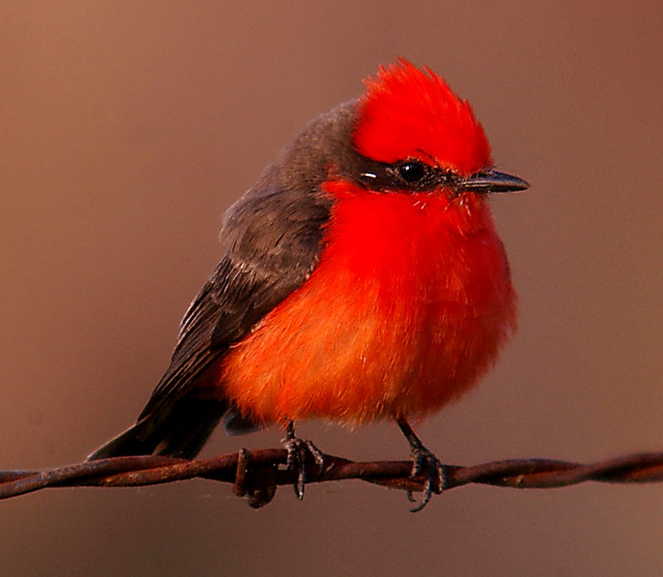FLYCATCHER, VERMILION 2-26-06