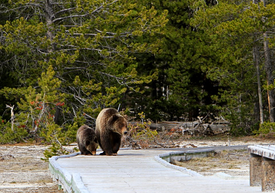 Grizzly Sow and Yearling on Boardwalk at Daisy Geyser