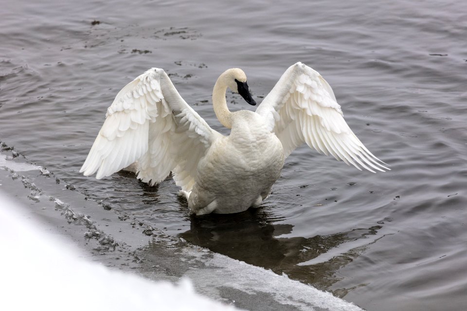 Trumpeter Swan shakes off water after feeding