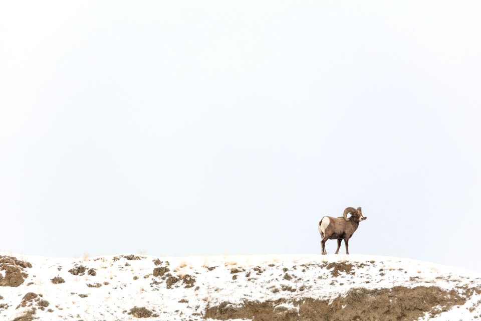 Bighorn ram walking a ridge