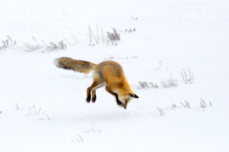 Hunting fox, Hayden Valley photo