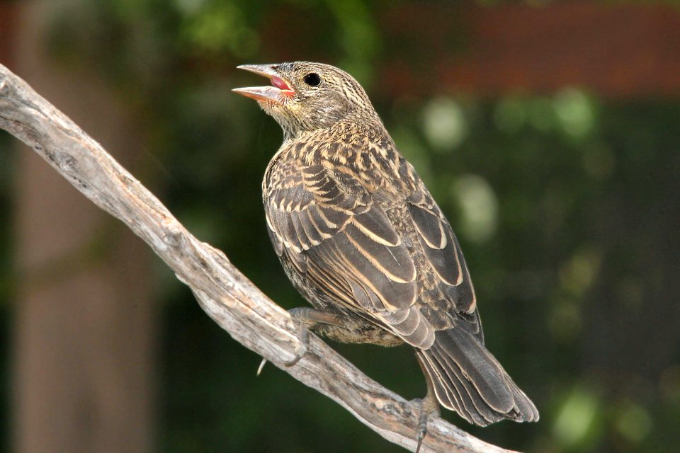 929 - RED-WINGED BLACKBIRD (6-11-09) juv, canet rd, slo co, ca