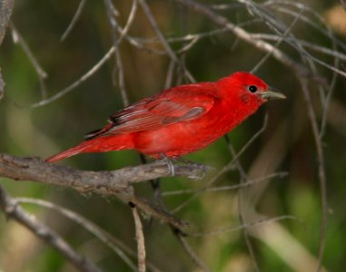 TANAGER, SUMMER (5-10-11) patagonia lake, scc, az -01