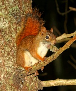 SQUIRREL, AMERICAN RED (Tamiasciurus hudsonicus) (9-18-2018) hancock co, maine