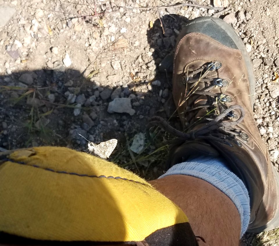 GIANT-SKIPPER, POLING'S (Agathymus polingi) (10-14-2019) sonoita creek state natural area, santa cruz co, az -17 on my knee pad