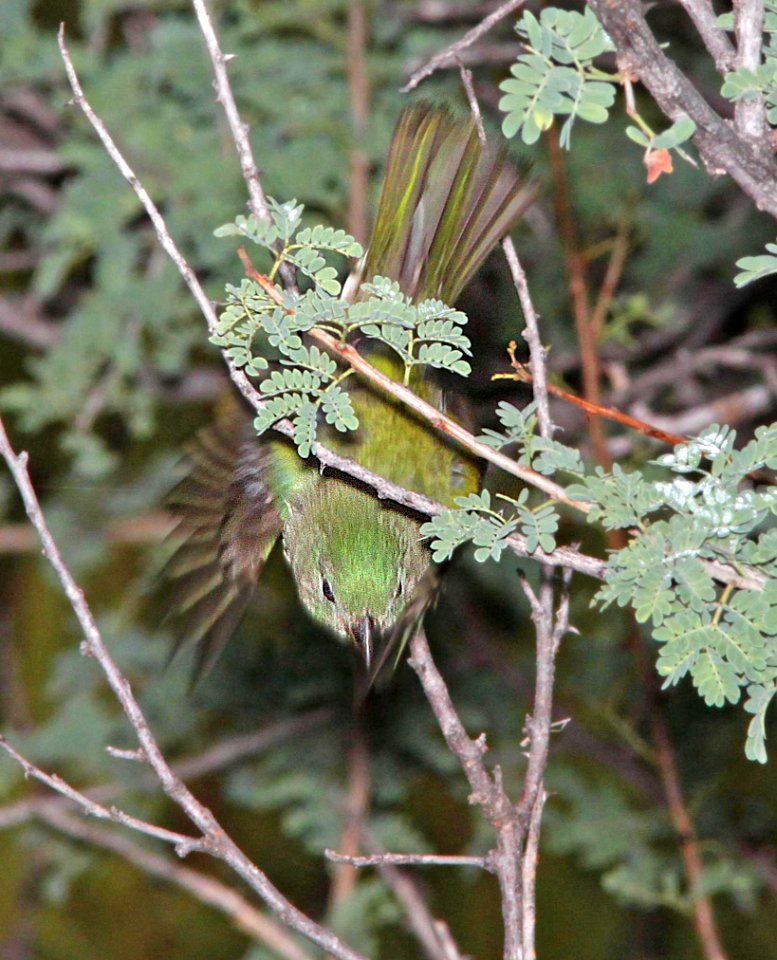 926 - PAINTED BUNTING (9-6-11) kino springs, scc, az  (2)